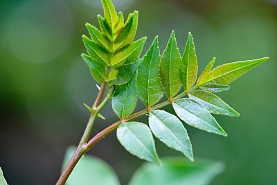 Zanthoxylum simulans - žlutodřev čínský - jarní výhonek